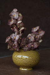 Coral Vase